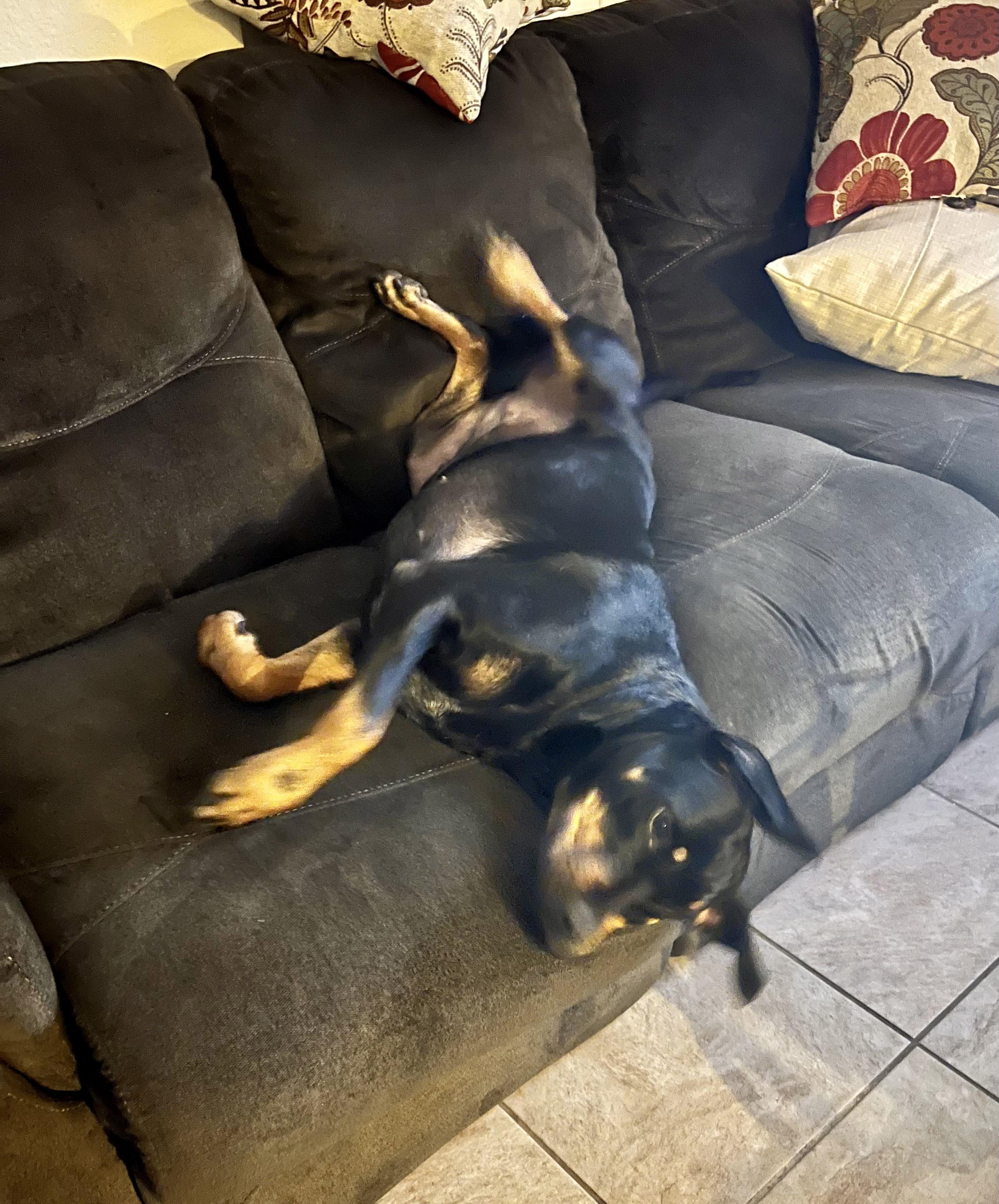 Enlarge Eartha, a Adoptable mixed breed in Rutherfordton, NC image 5/6