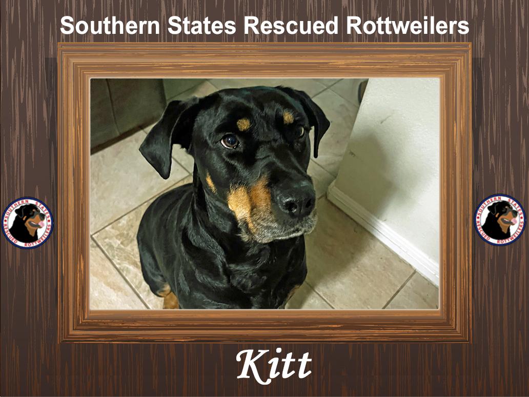 Enlarge Kitt, a Adoptable mixed breed in Arlington, TX image 1/6