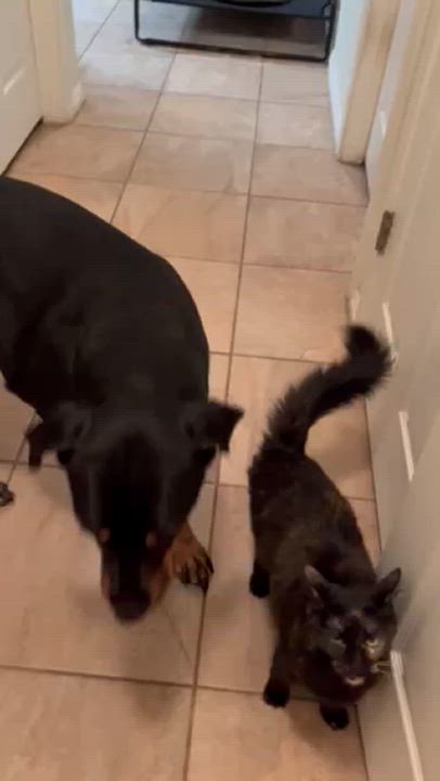 Enlarge Eartha, a Adoptable mixed breed in Rutherfordton, NC video 6/6