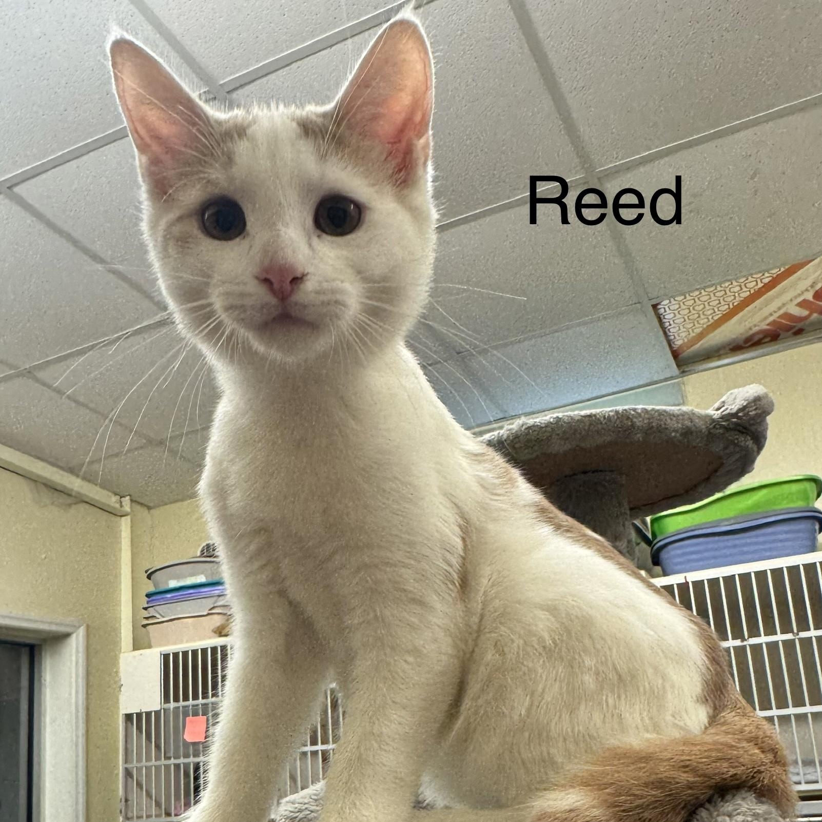 Enlarge Reed, a Adopted Domestic Short Hair in Ulster, PA image 1/1