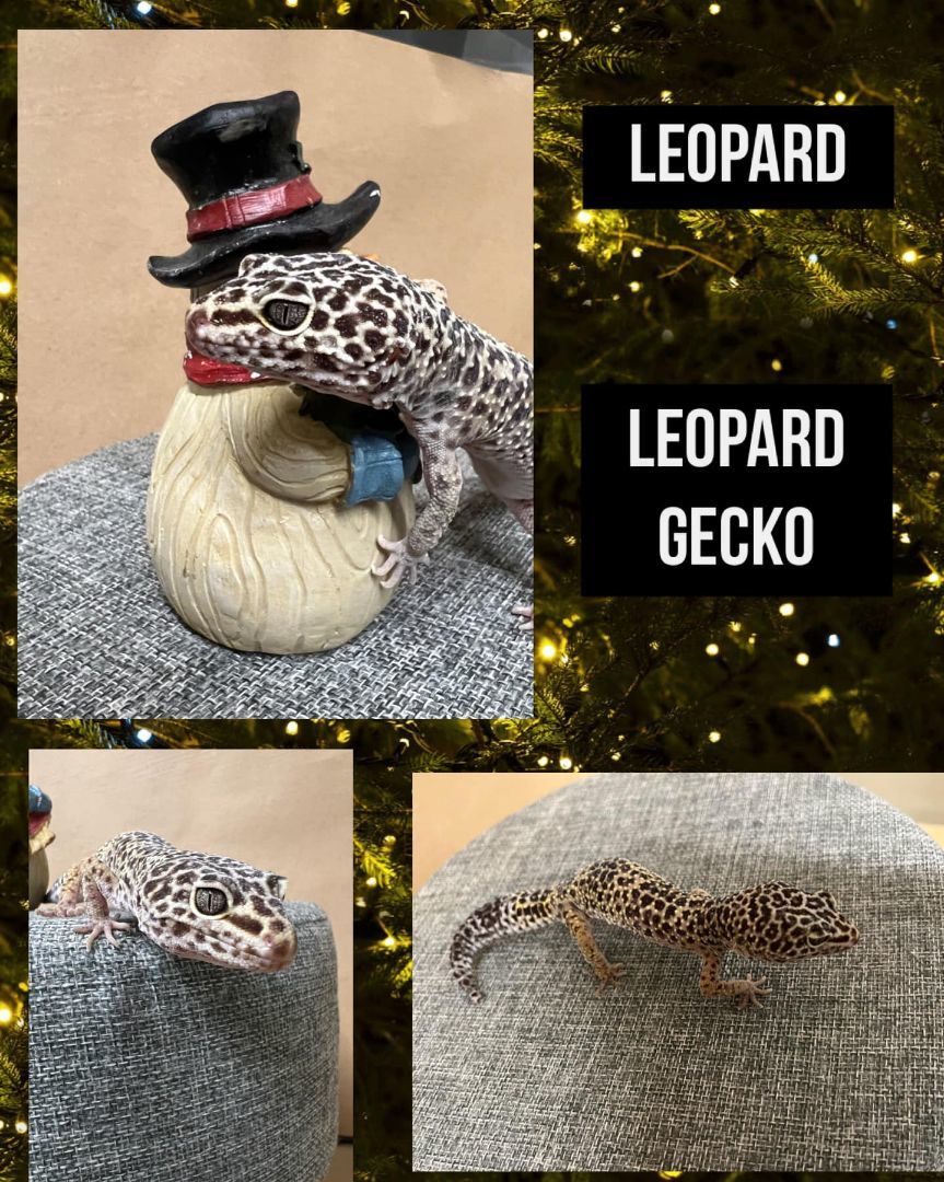 Leopard  photo 2