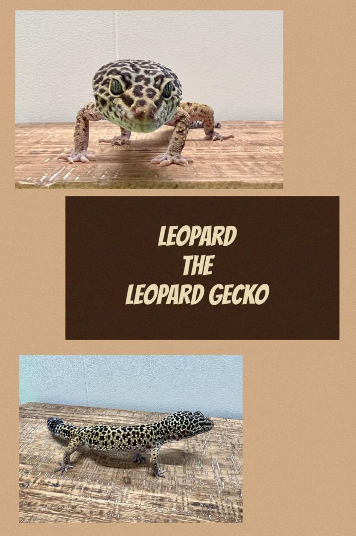 Leopard , Adult Male unknown