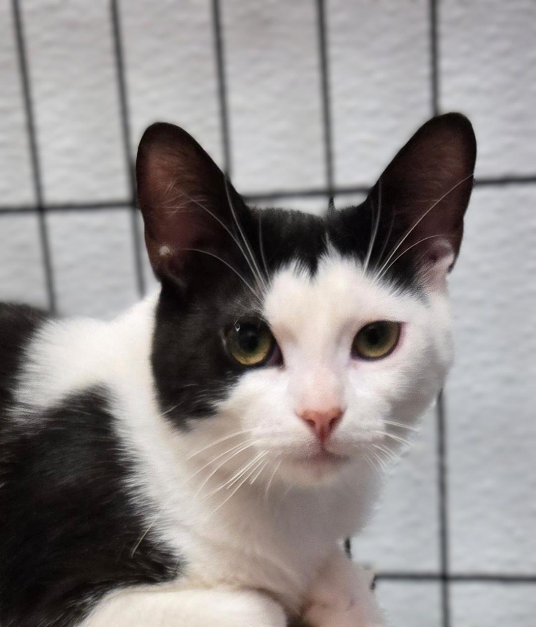 Quaxo, Adoptable, Young Male Domestic Short Hair.