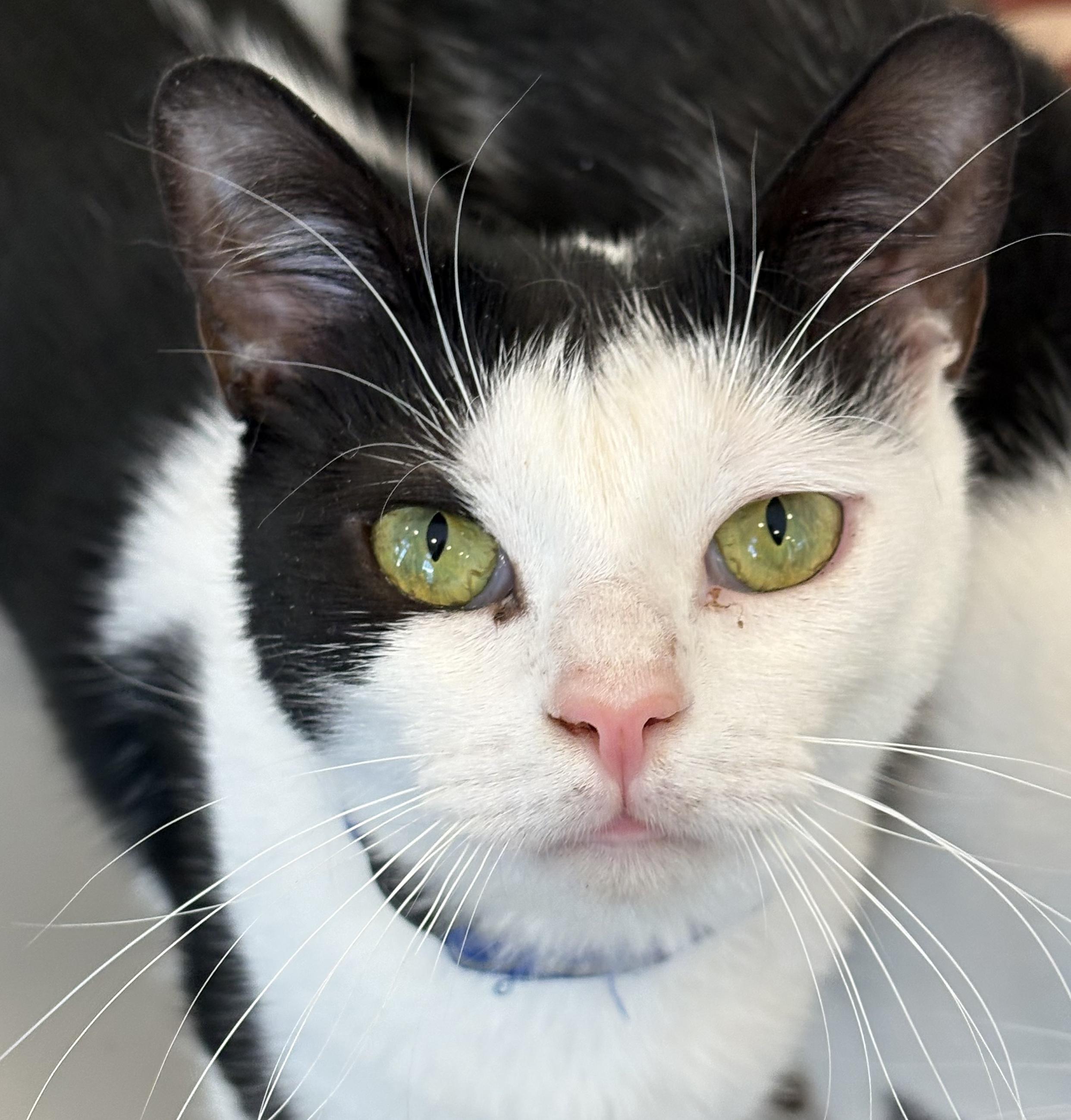 Enlarge Quaxo, a Adoptable Domestic Short Hair in Warwick, NY image 1/1