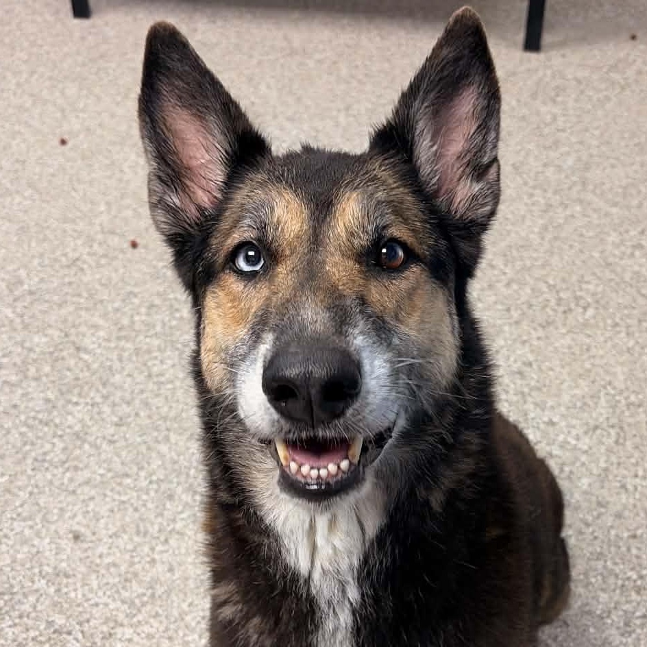 Shelby, ADOPTABLE, Adult Female German Shepherd Dog & Husky.