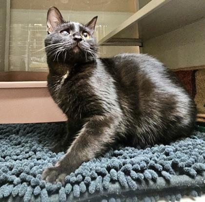 Dawn, Adoptable, Adult Female Domestic Short Hair & Domestic Short Hair.