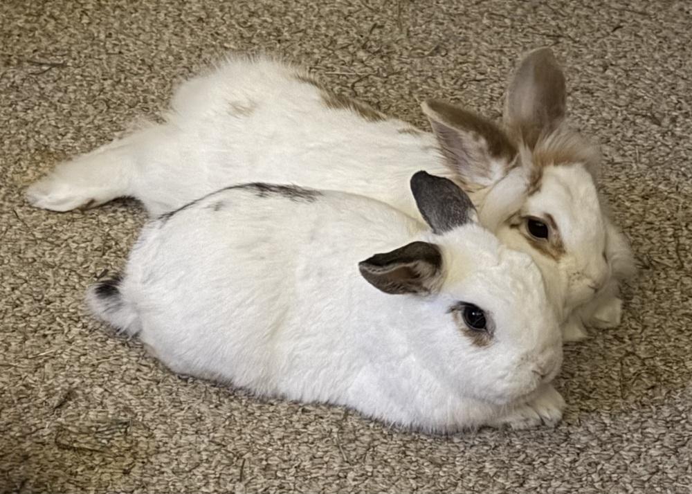 Buttercup, Adoptable, Adult Male Hotot & Lionhead.