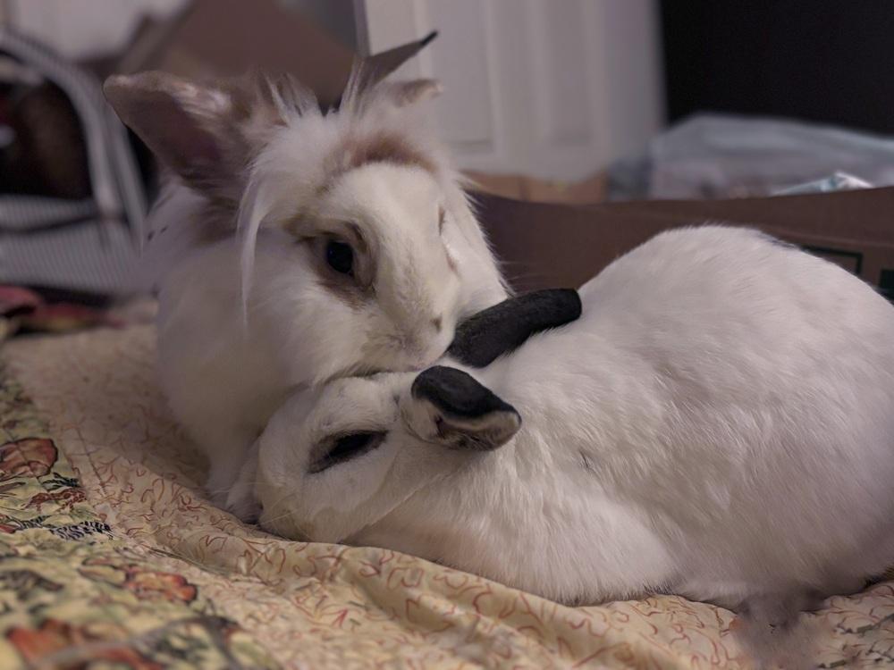 Buttercup, a Adoptable mixed breed in Westford, MA image 2/6