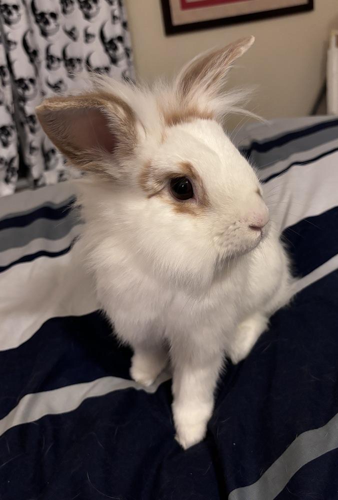 Buttercup, a Adoptable mixed breed in Westford, MA image 3/6