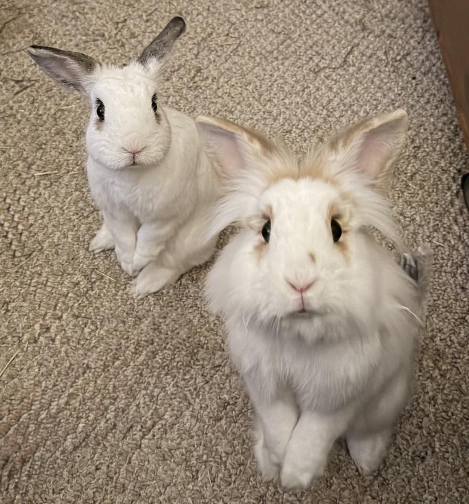 Buttercup, a Adoptable mixed breed in Westford, MA image 4/6