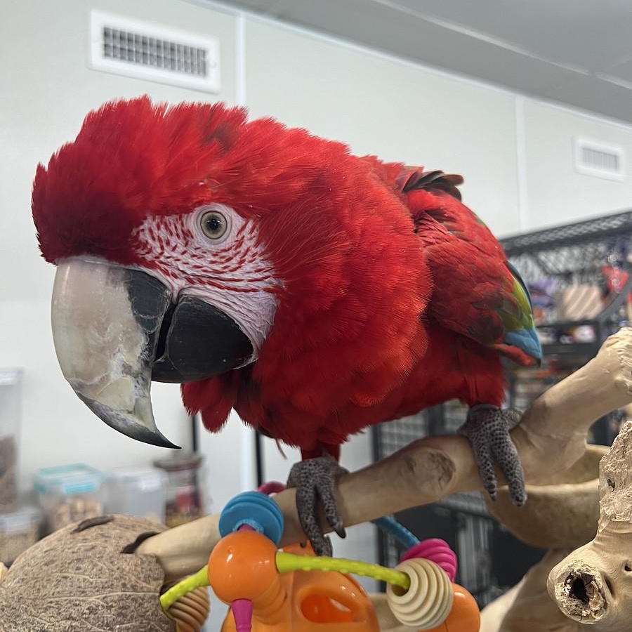 Enlarge Lucy, a Adoptable Macaw in Warwick, RI image 1/4