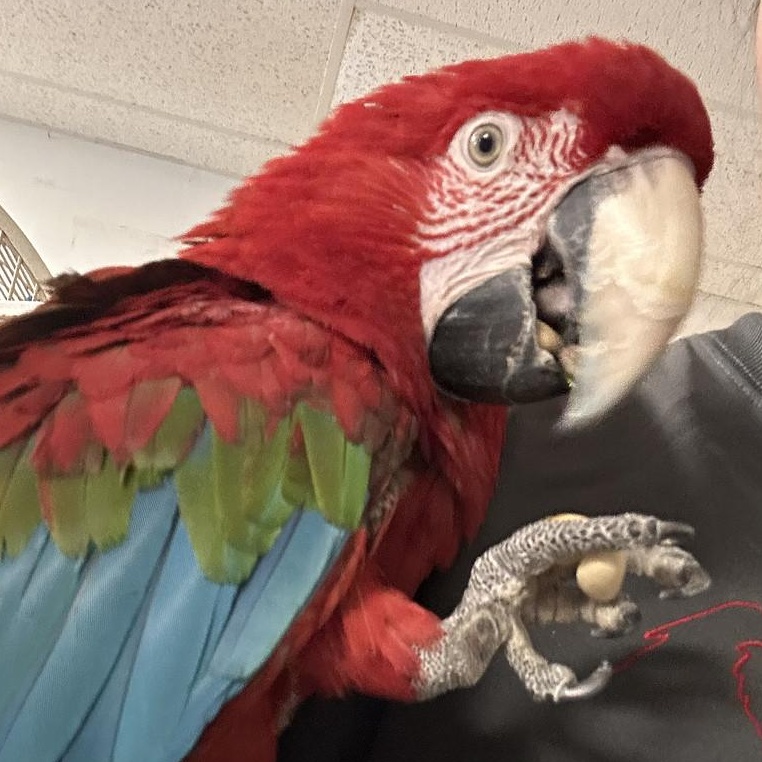 Enlarge Lucy, a Adoptable Macaw in Warwick, RI image 1/3