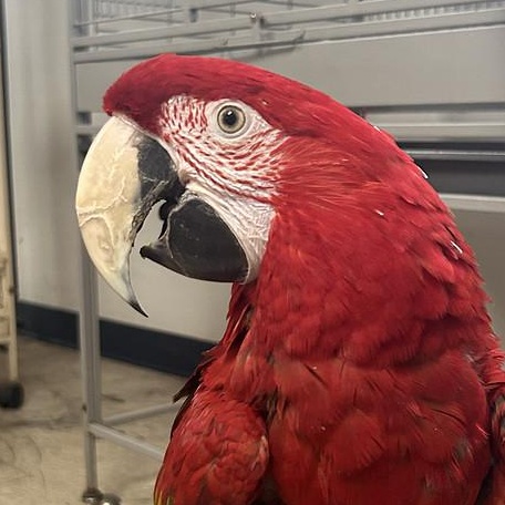 Enlarge Lucy, a Adoptable Macaw in Warwick, RI image 2/3