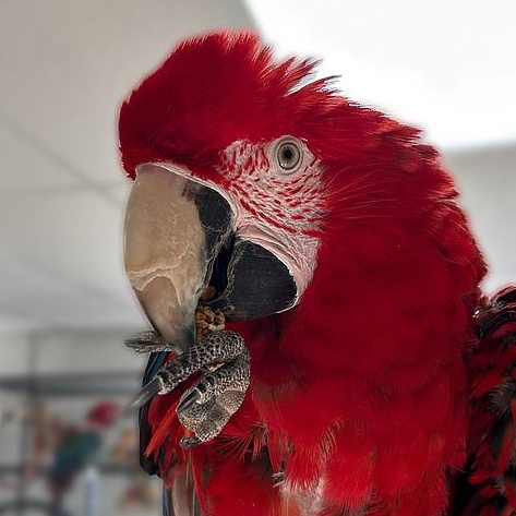 Enlarge Lucy, a Adoptable Macaw in Warwick, RI image 3/3