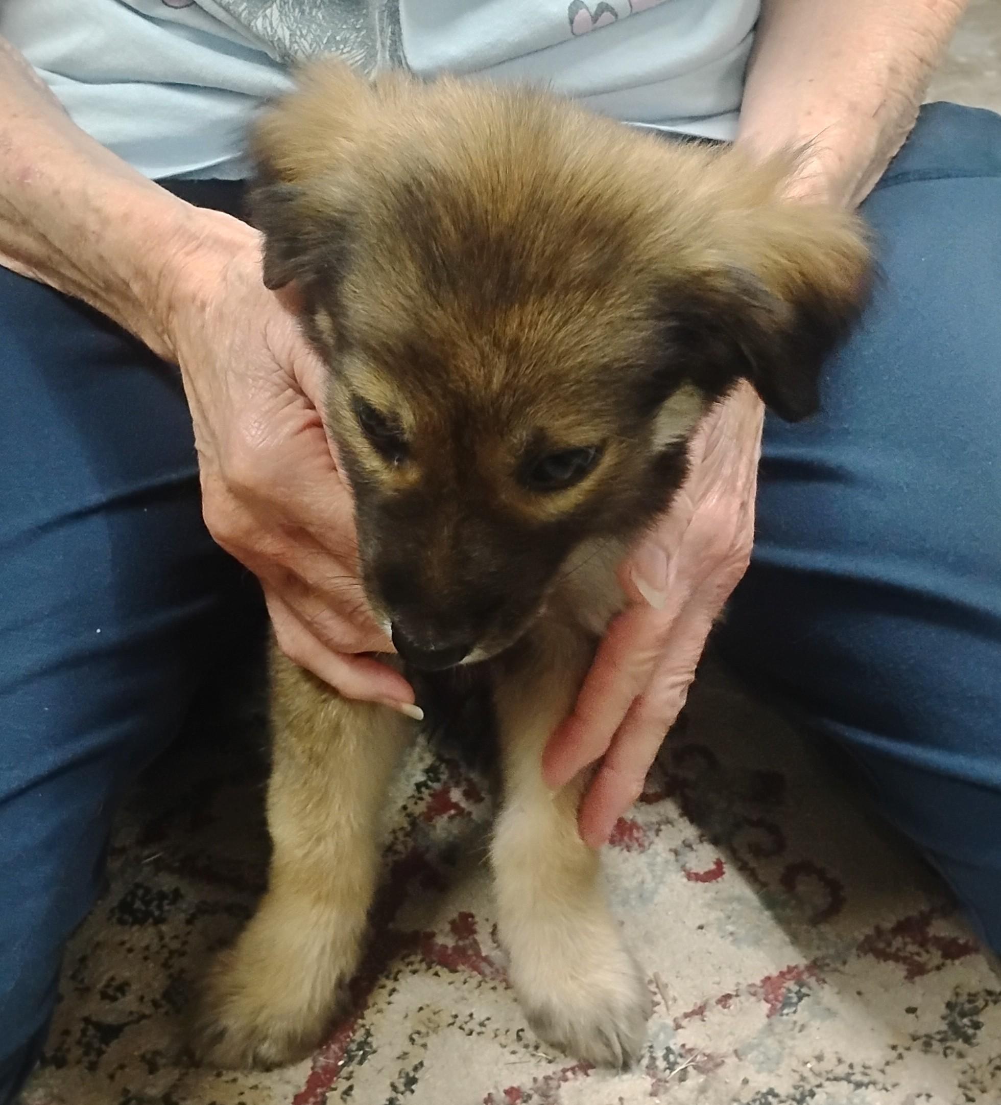 Kemo, a ADOPTABLE mixed breed in Sulphur, OK image 2/2