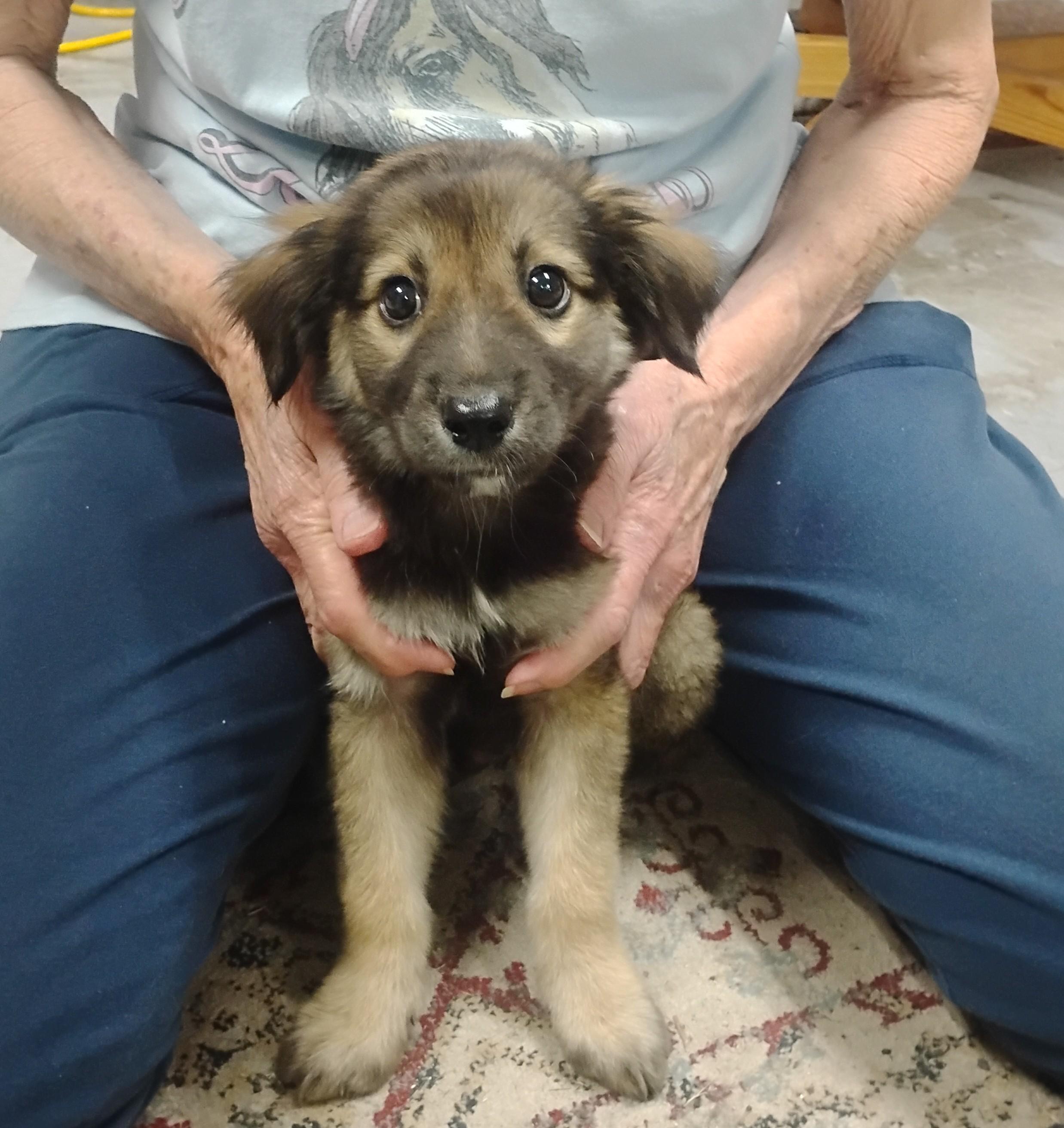 Kemo, ADOPTABLE, Puppy Male German Shepherd Dog.