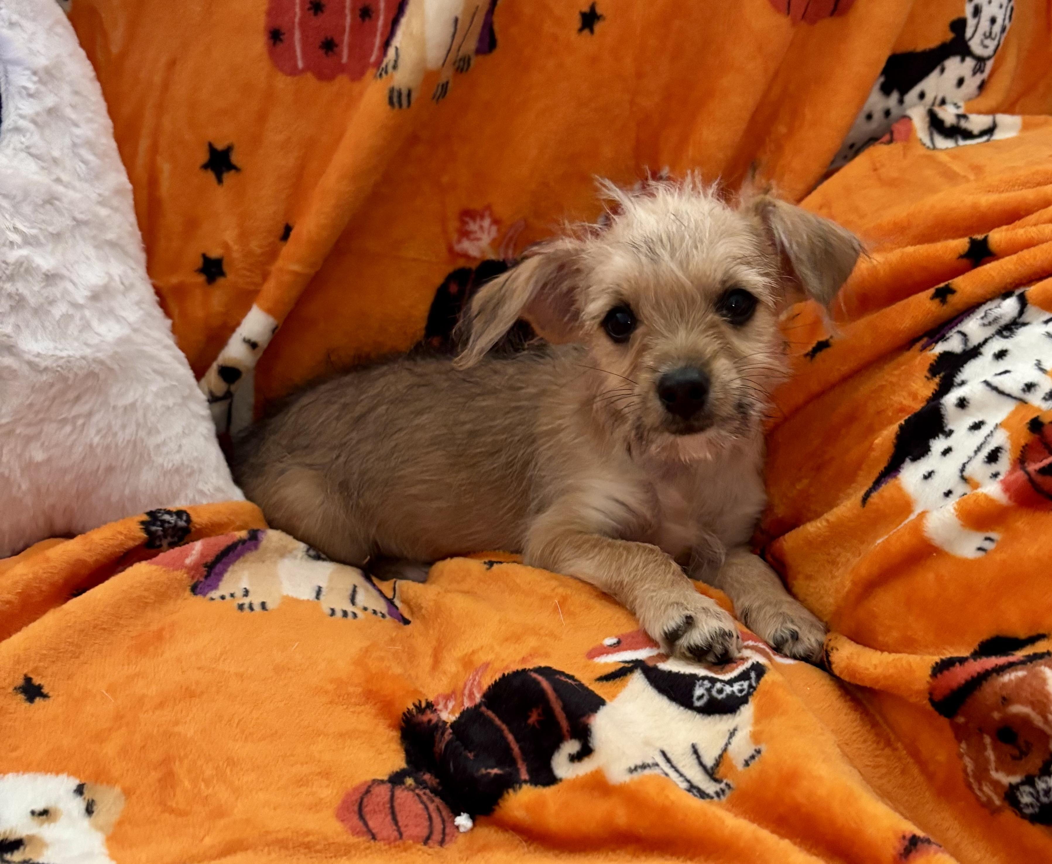 Enlarge Pixie, a Adopted mixed breed in Foster, OR image 2/6
