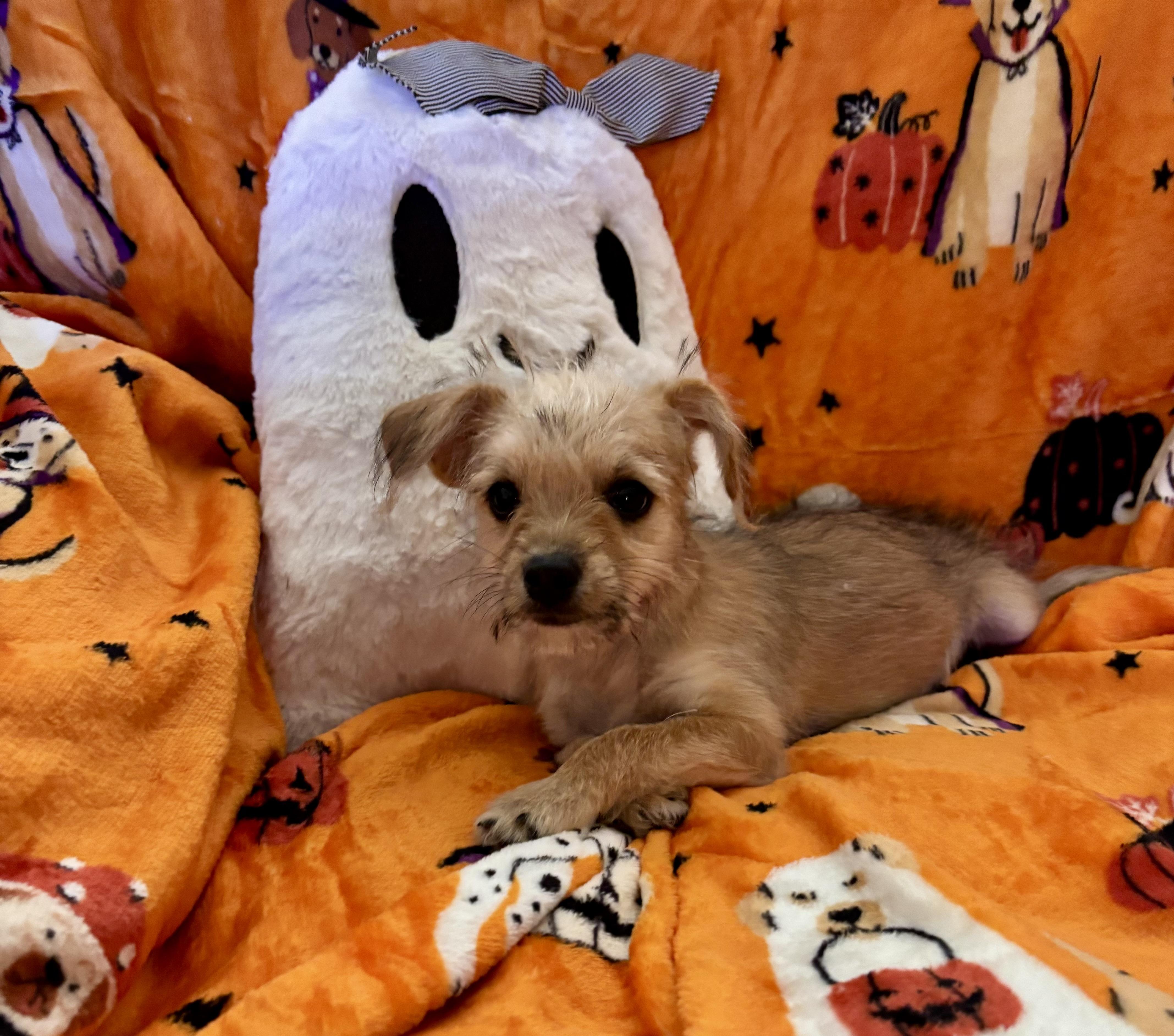 Enlarge Pixie, a Adopted mixed breed in Foster, OR image 3/6