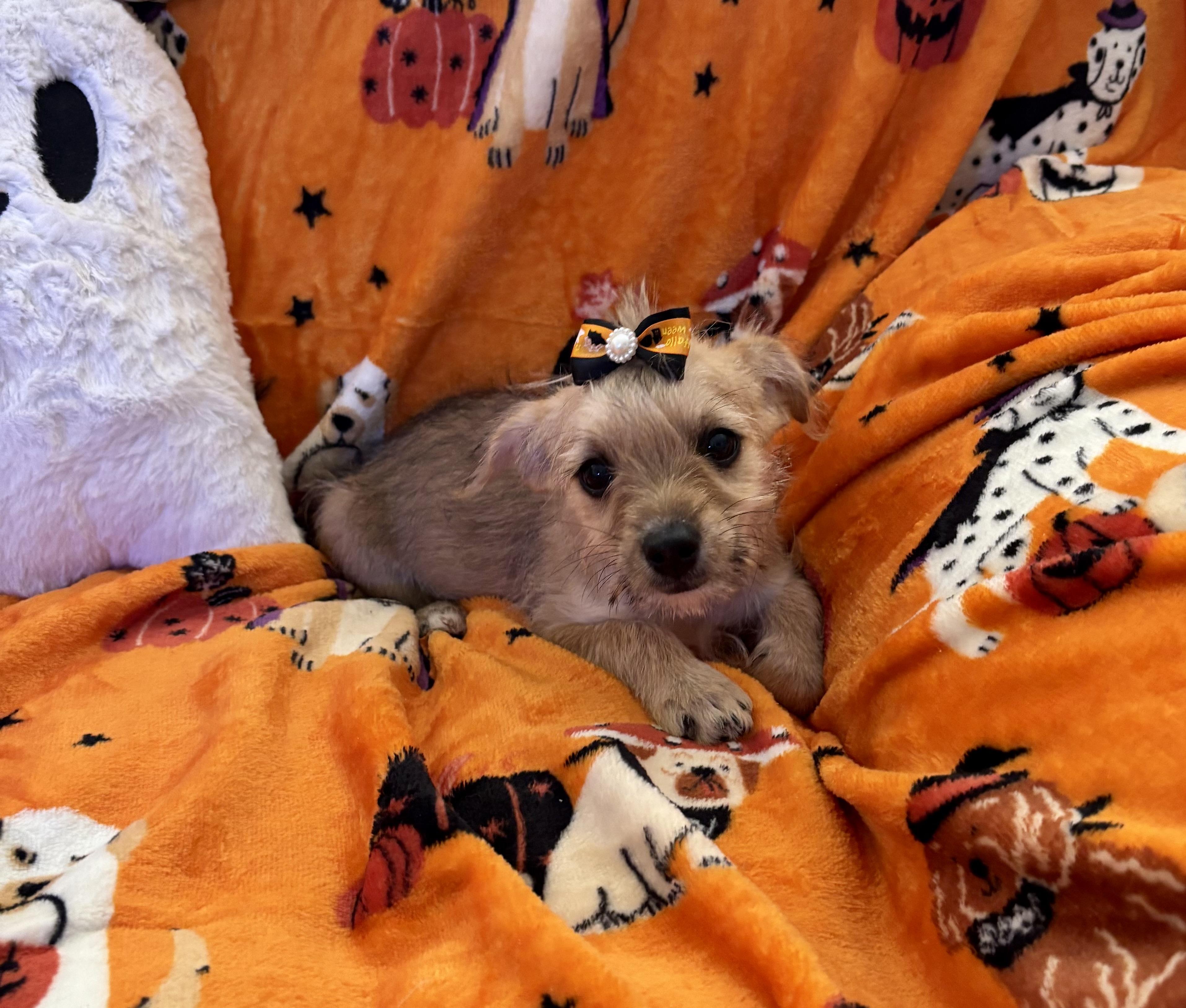 Enlarge Pixie, a Adopted mixed breed in Foster, OR image 4/6