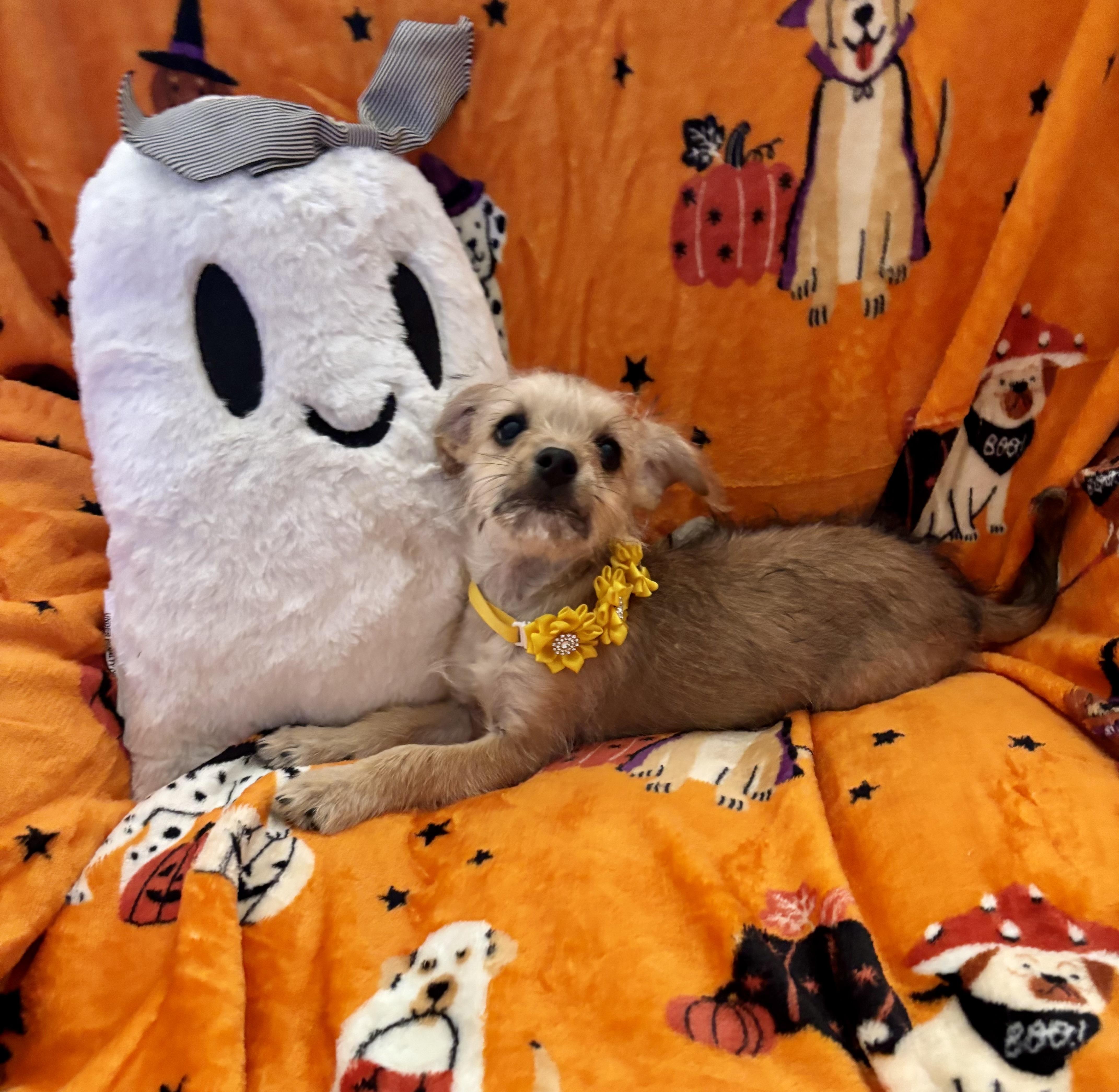 Enlarge Pixie, a Adopted mixed breed in Foster, OR image 6/6