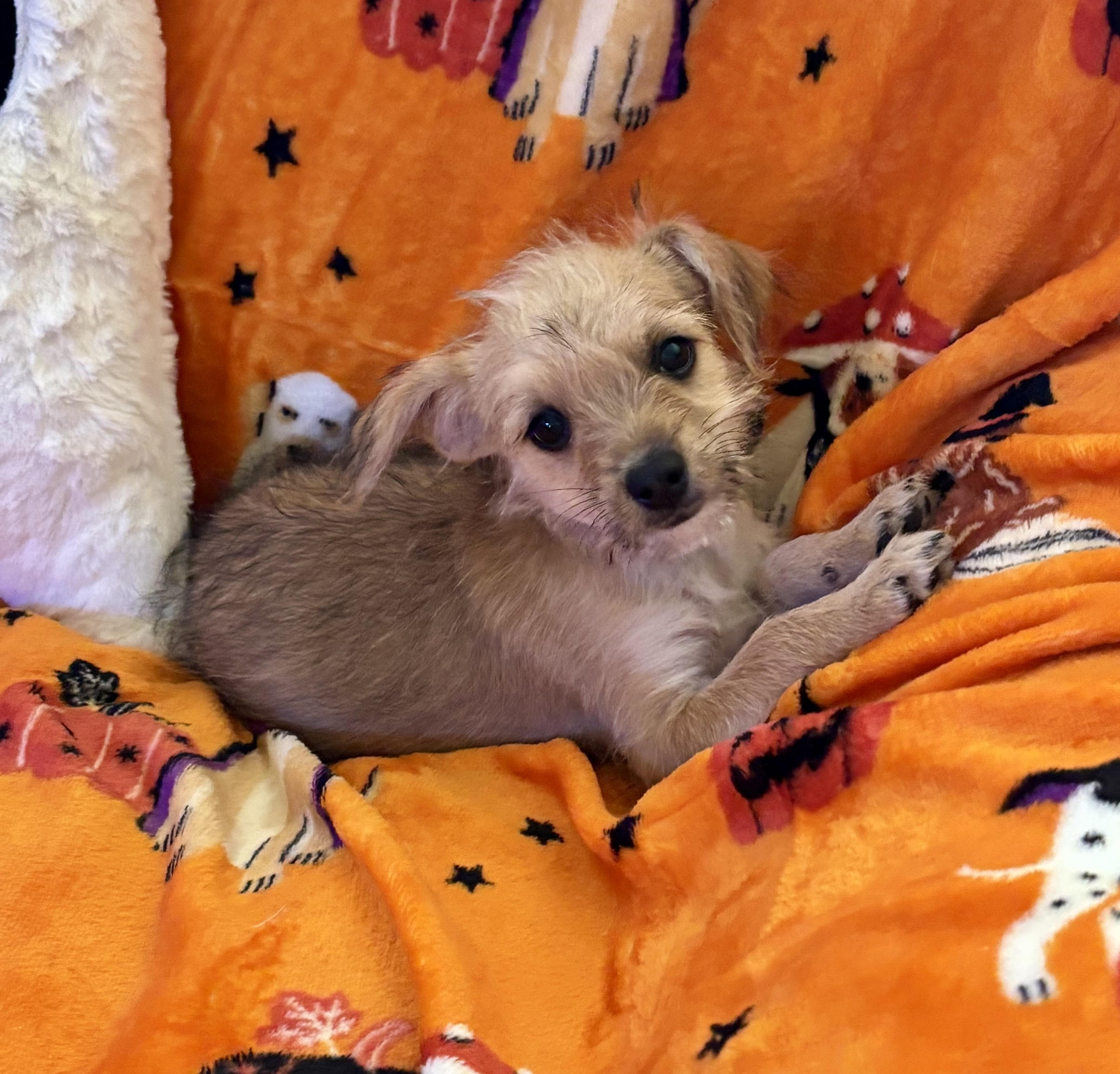 Pixie, Adopted, Puppy Female Terrier & Mixed Breed.