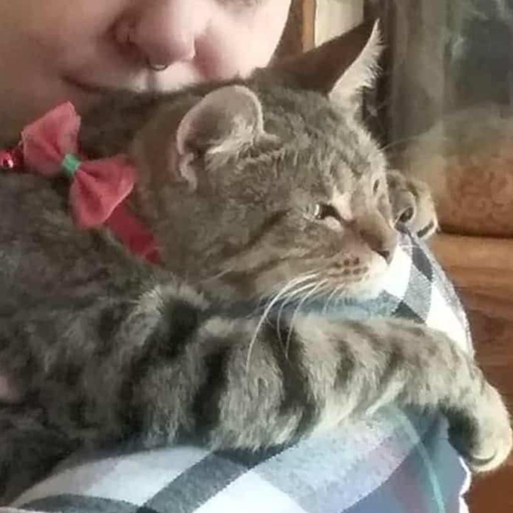 Ivy, Adoptable, Young Female Domestic Short Hair.