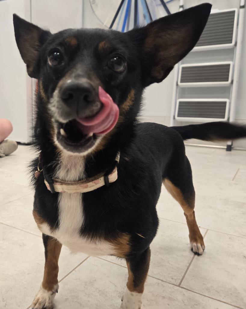 Cora (In Foster)