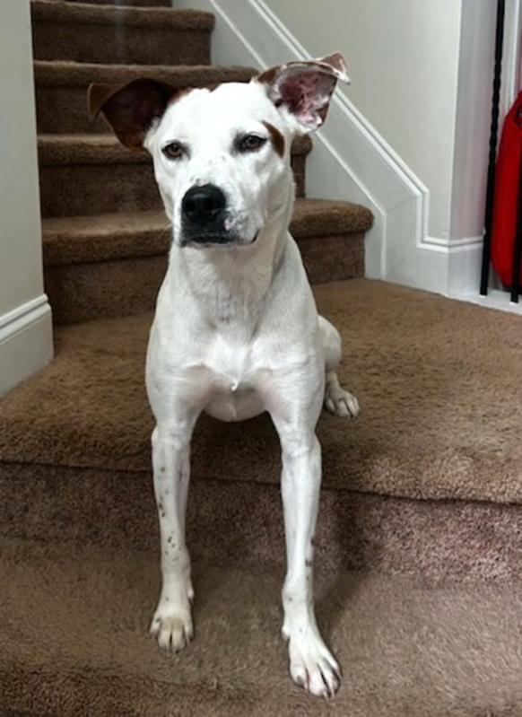 Piston Lizman thumbnail 2