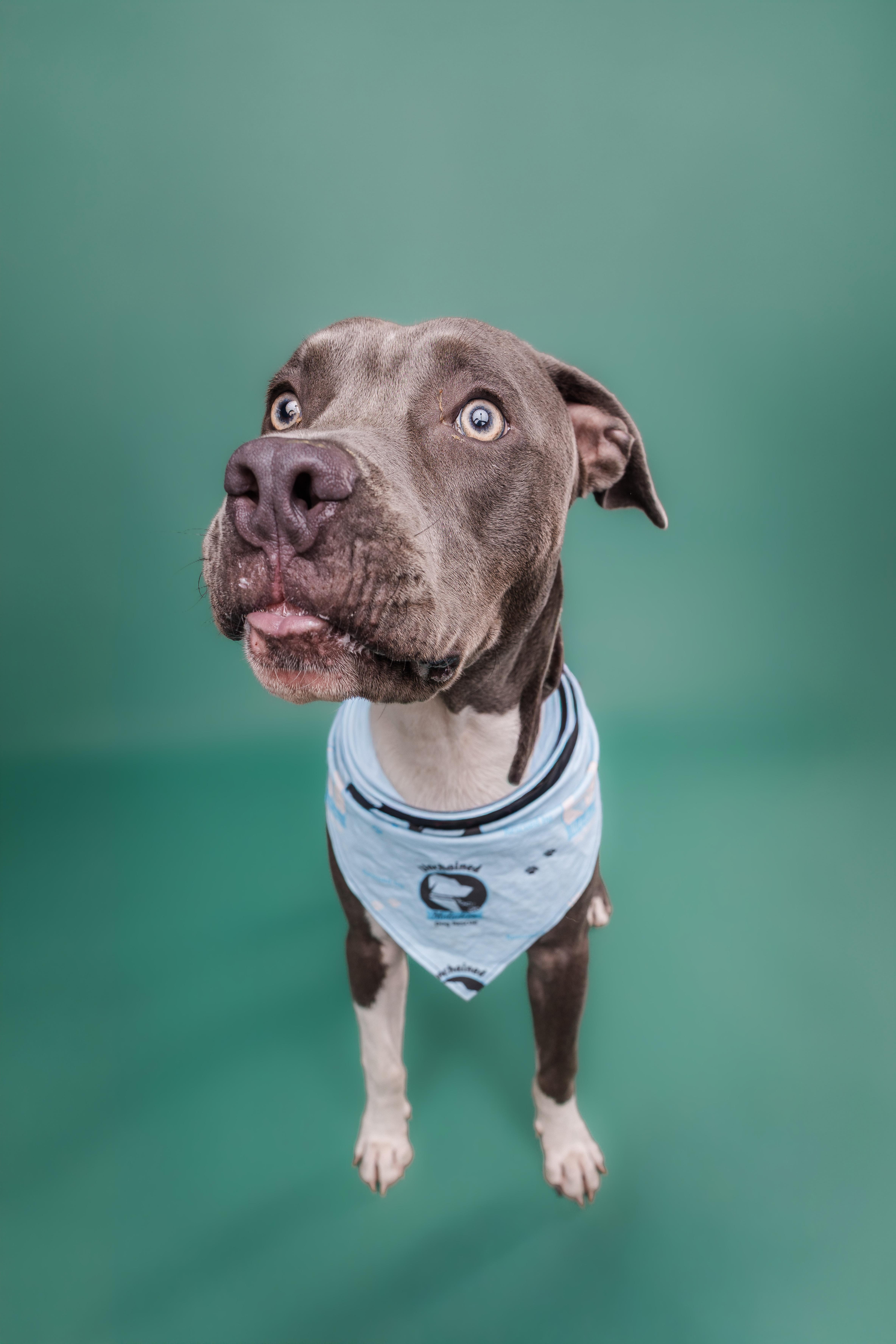 Enlarge Zulu, a Adoptable Pit Bull Terrier in Columbia, MO image 3/6