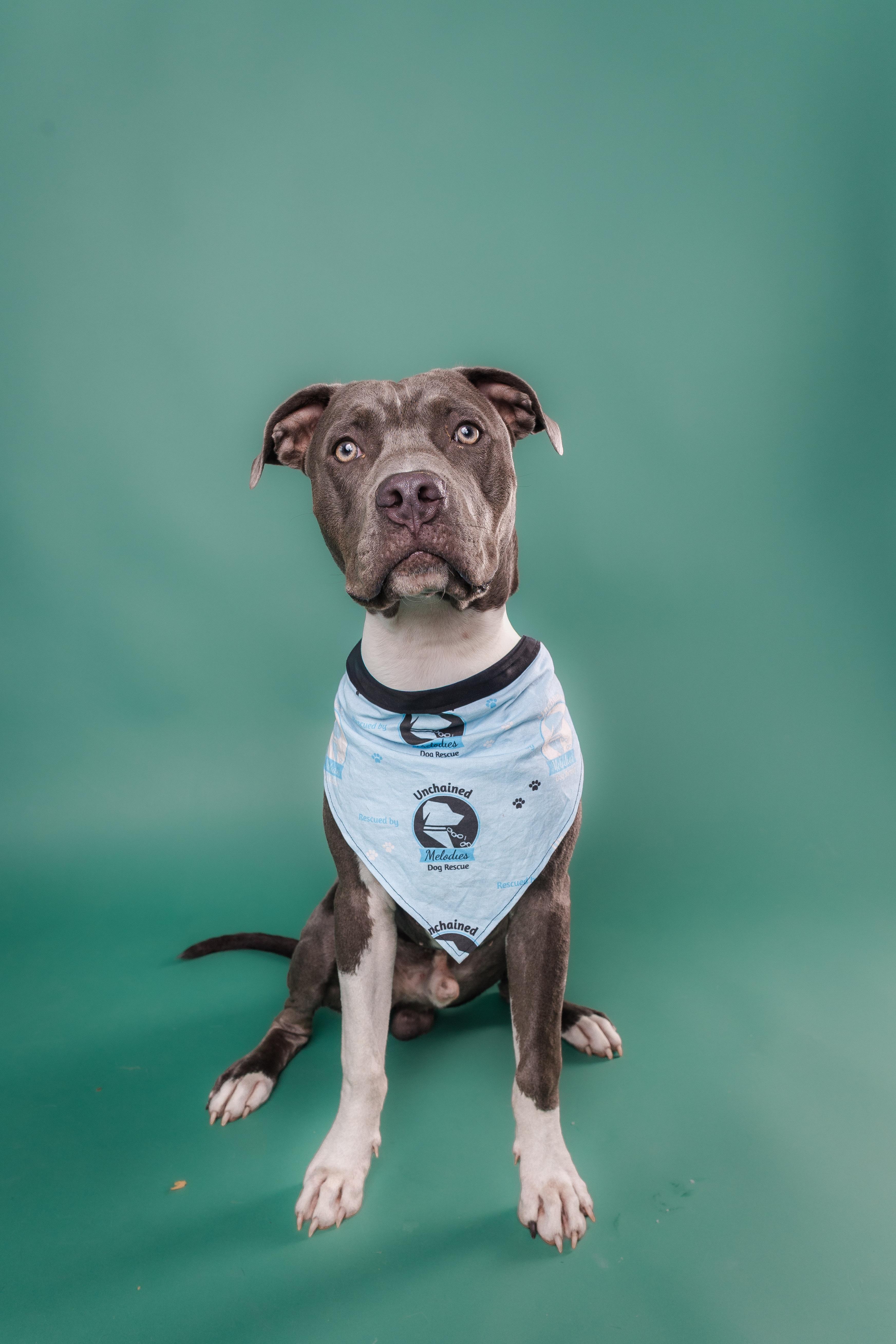 Enlarge Zulu, a Adoptable Pit Bull Terrier in Columbia, MO image 2/6