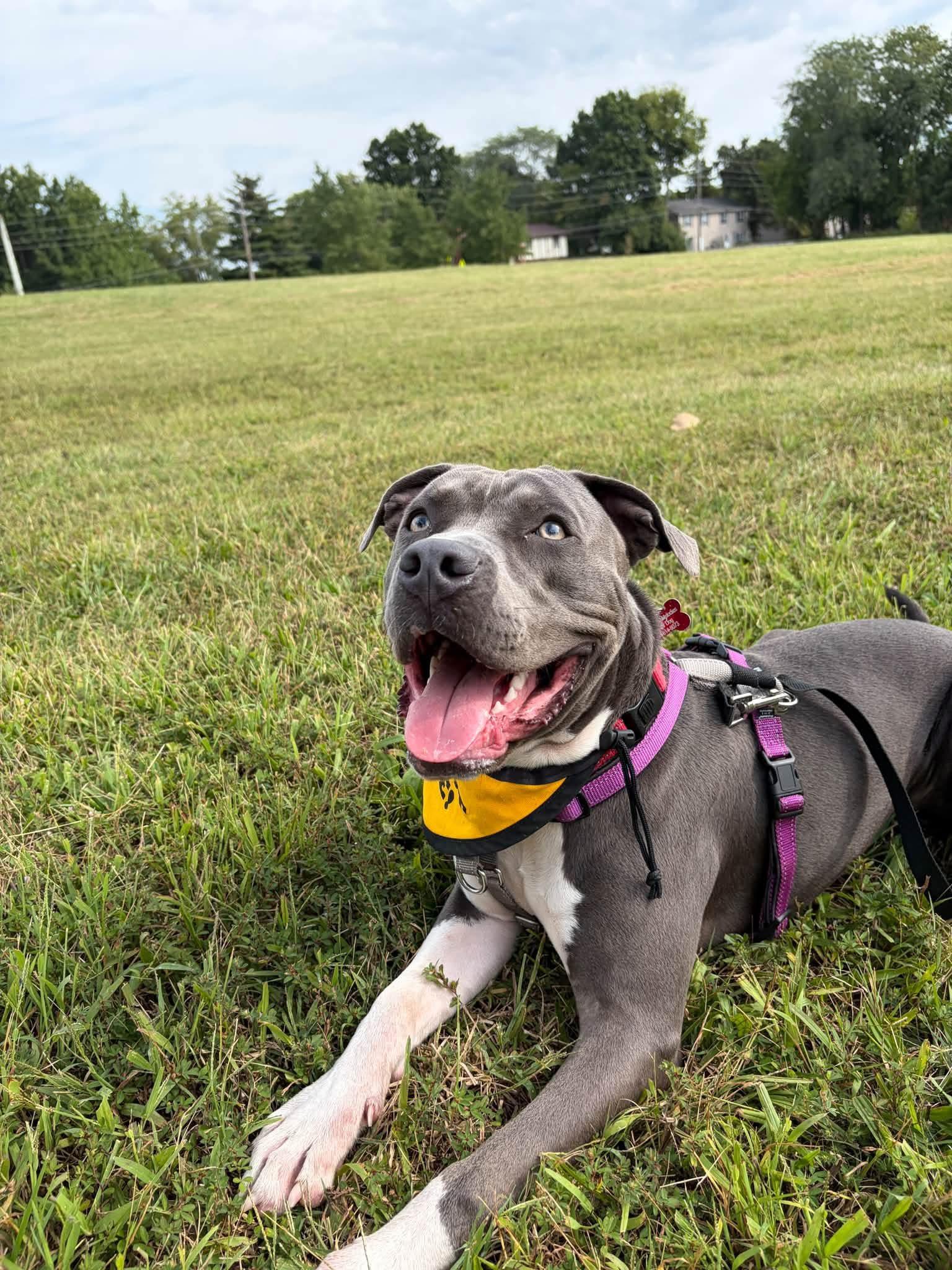 Enlarge Zulu, a Adoptable Pit Bull Terrier in Columbia, MO image 6/6