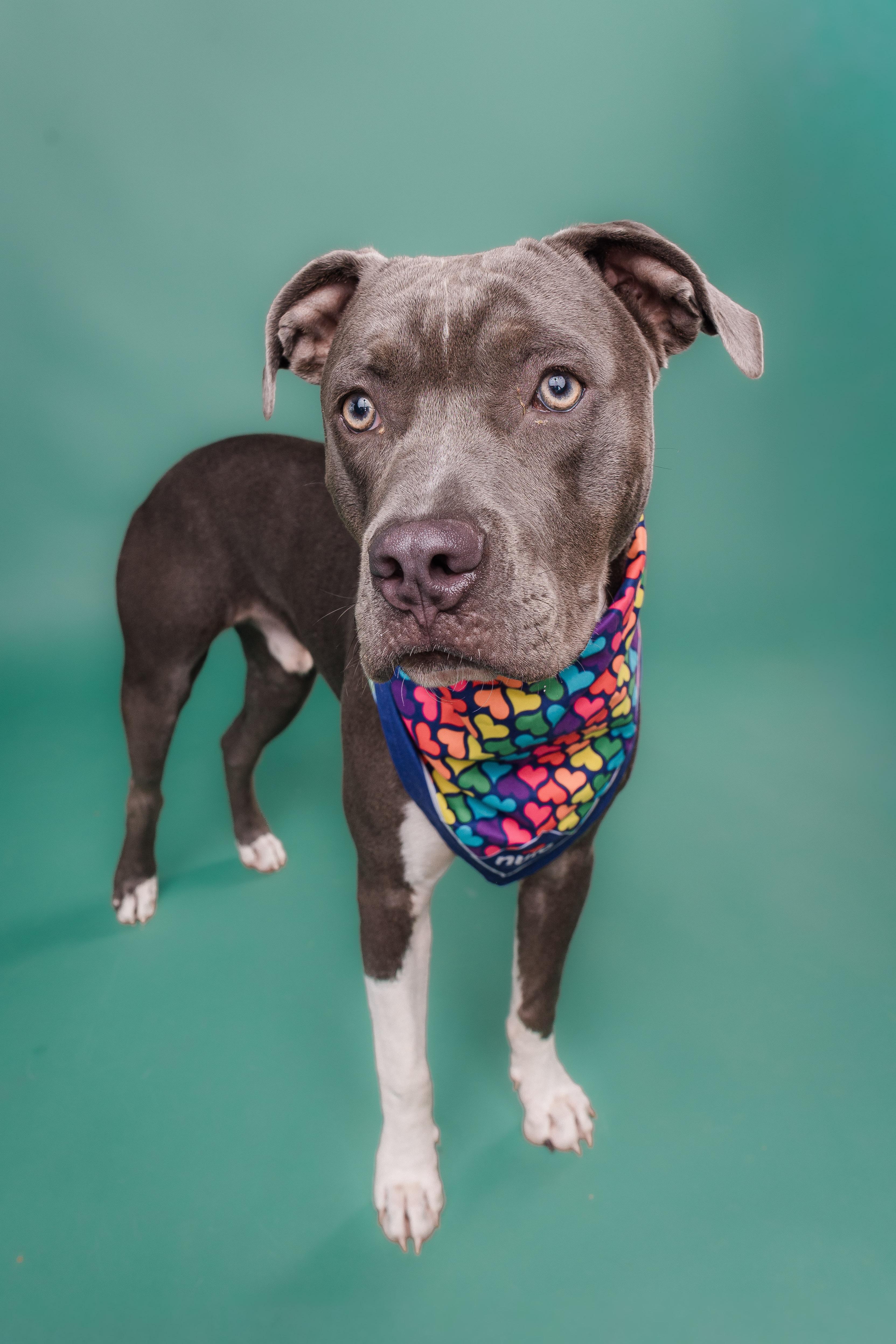 Zulu, Adoptable, Adult Male Pit Bull Terrier.