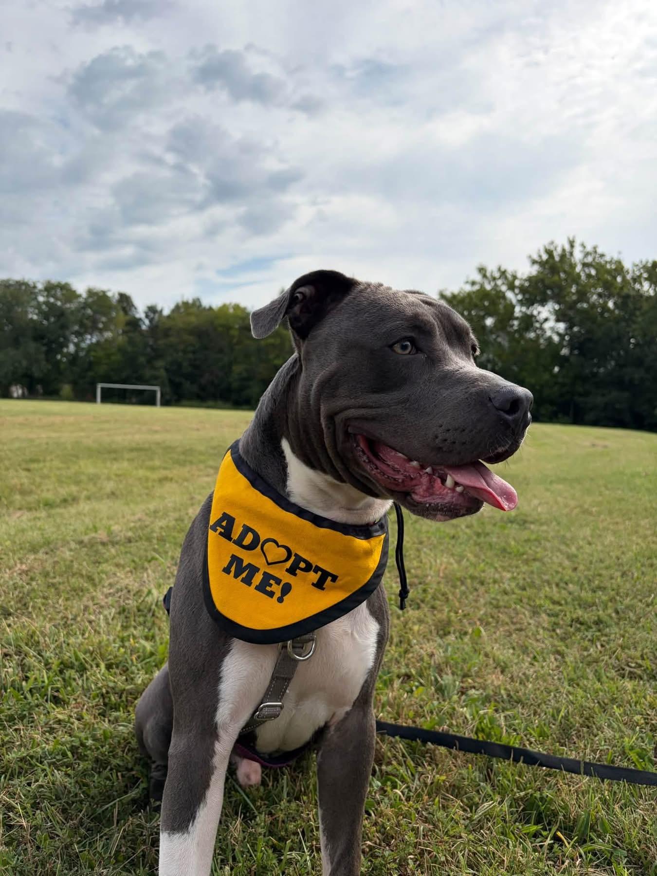 Enlarge Zulu, a Adoptable Pit Bull Terrier in Columbia, MO image 4/6