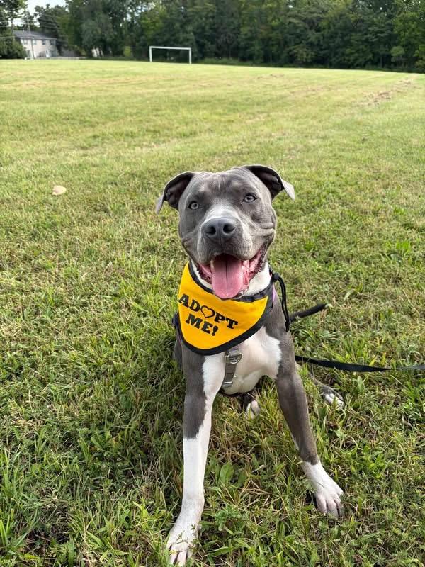Enlarge Zulu, a Adoptable Pit Bull Terrier in Columbia, MO image 5/6