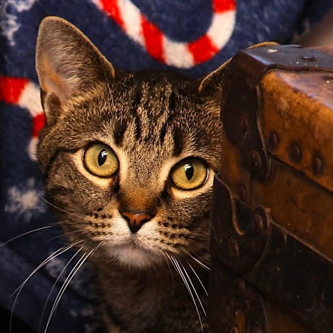 Limon (sounds like leemoan), a Adoptable Domestic Short Hair in Camden, TN image 1/2
