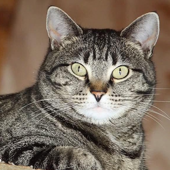 Limon (sounds like leemoan), a Adoptable Domestic Short Hair in Camden, TN image 2/2