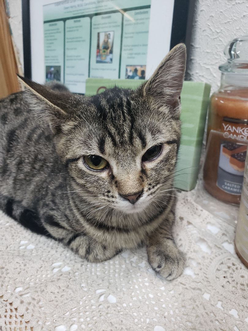 Limon (sounds like leemoan), a Adoptable Domestic Short Hair image 6/6