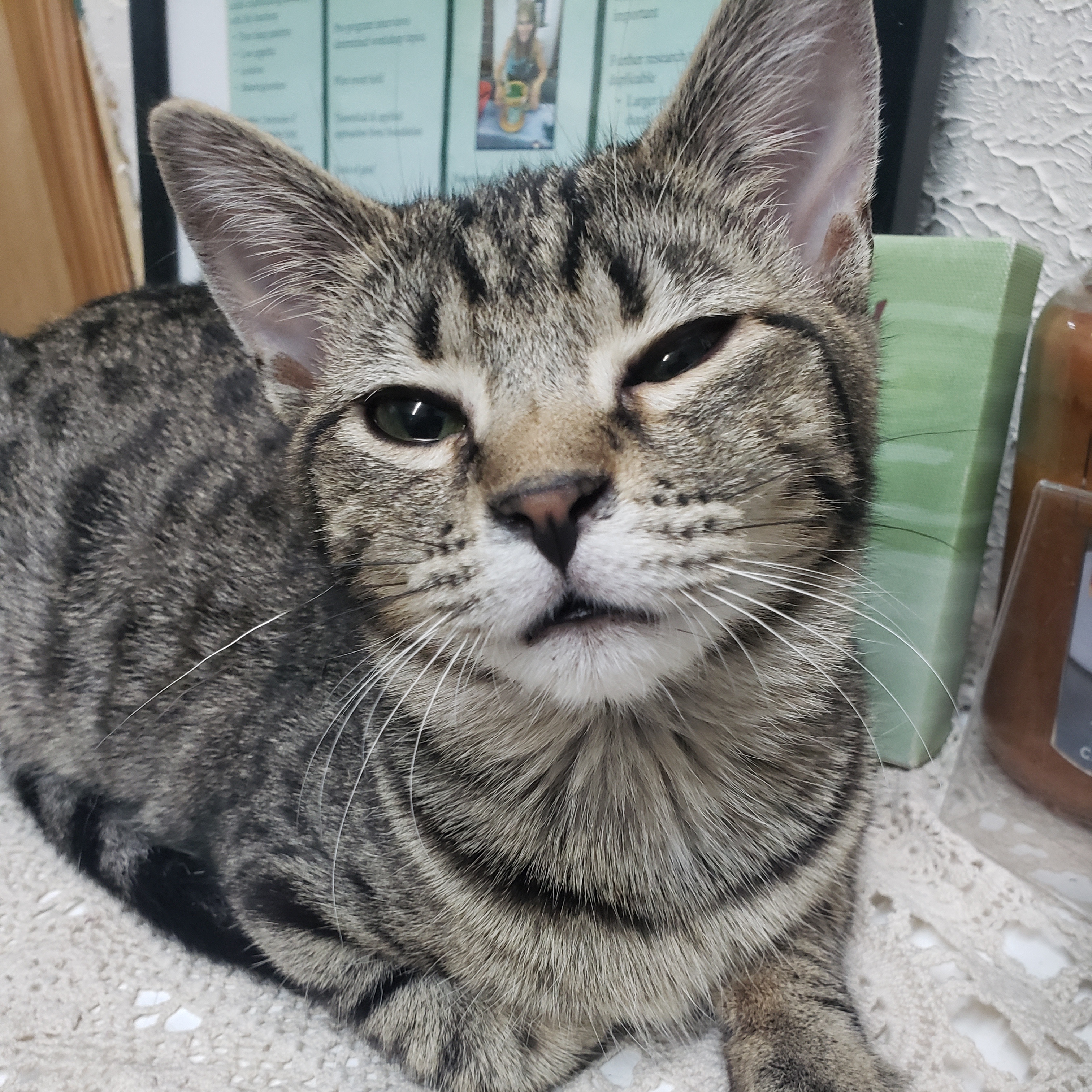 Limon (sounds like leemoan), a Adoptable Domestic Short Hair image 1/6