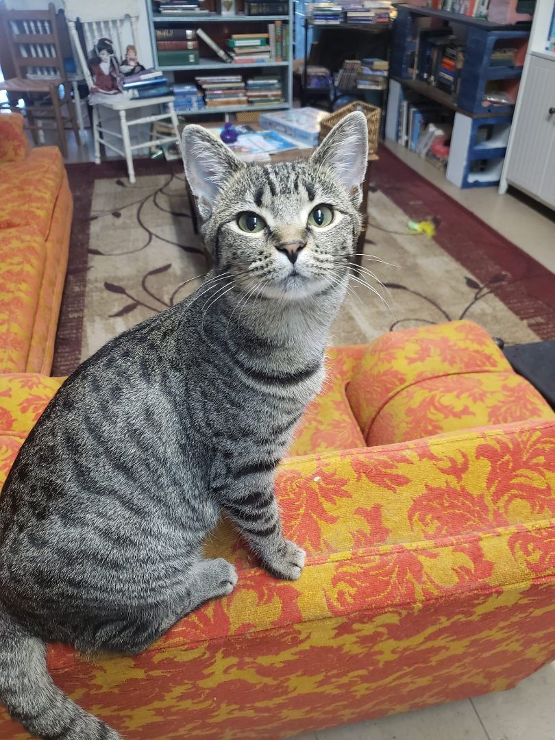 Limon (sounds like leemoan), a Adoptable Domestic Short Hair image 5/6