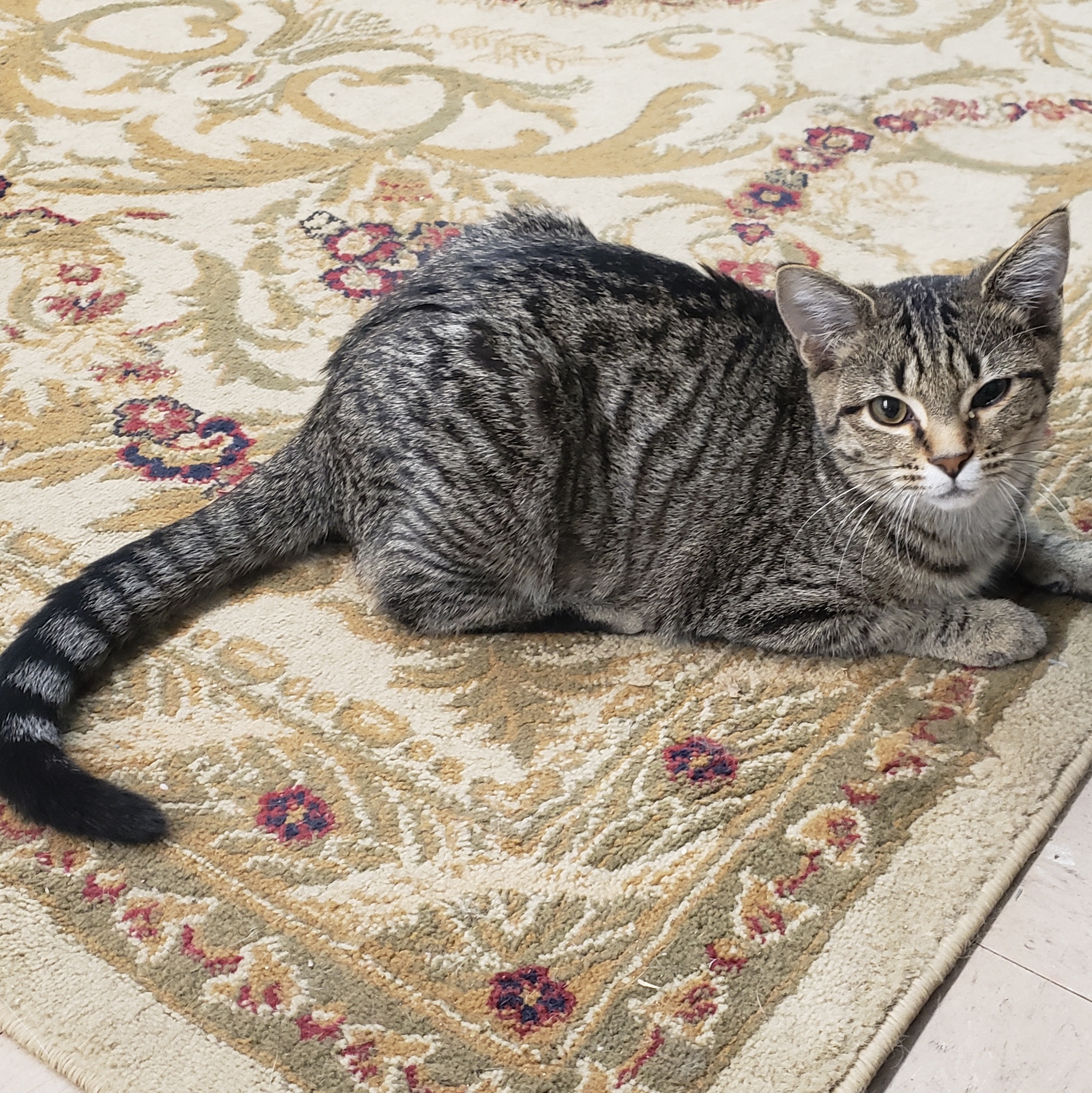 Limon (sounds like leemoan), a Adoptable Domestic Short Hair image 4/6