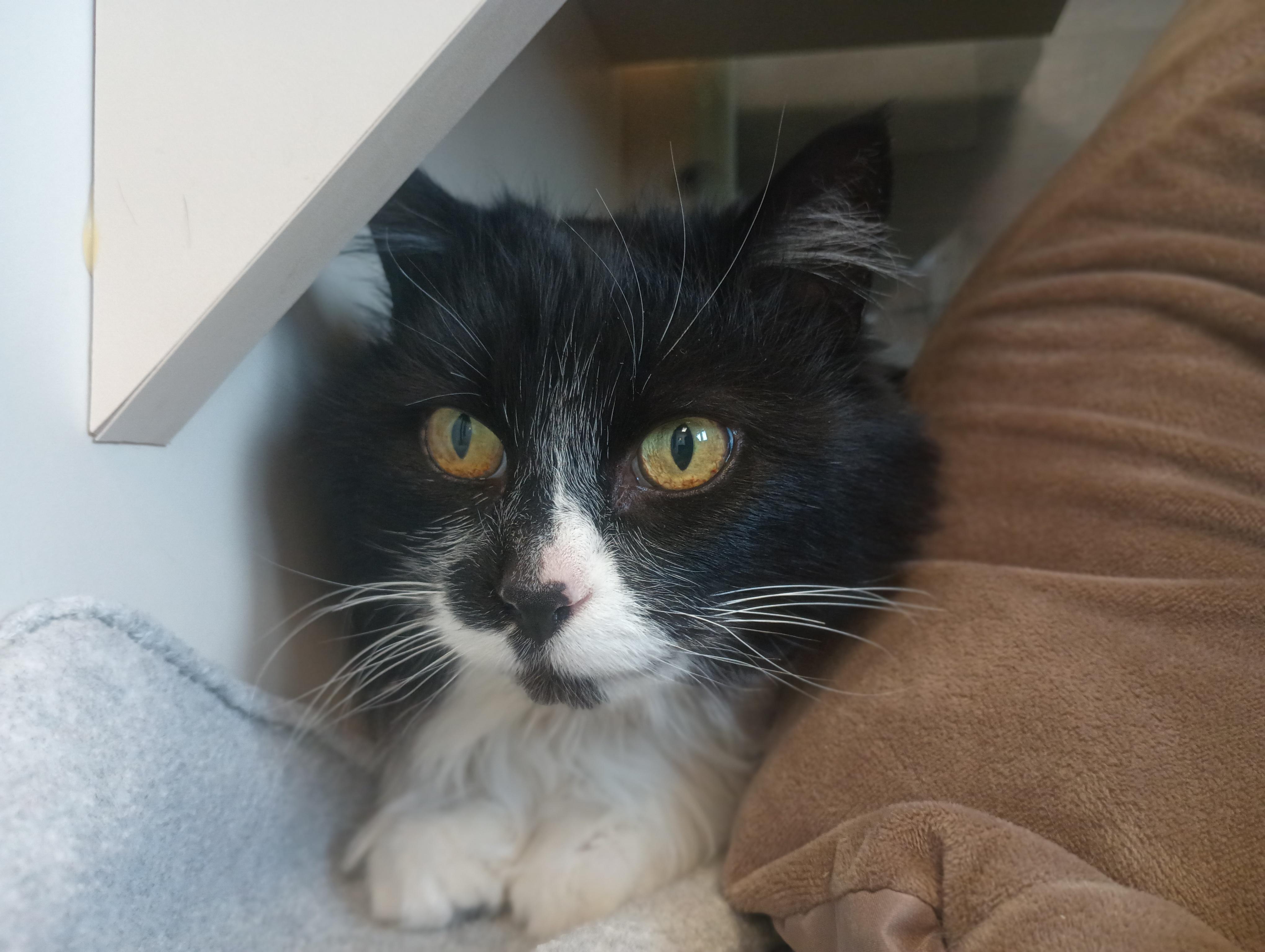 Enlarge Diana, a ADOPTABLE Domestic Long Hair in Buena Vista, CO image 2/4