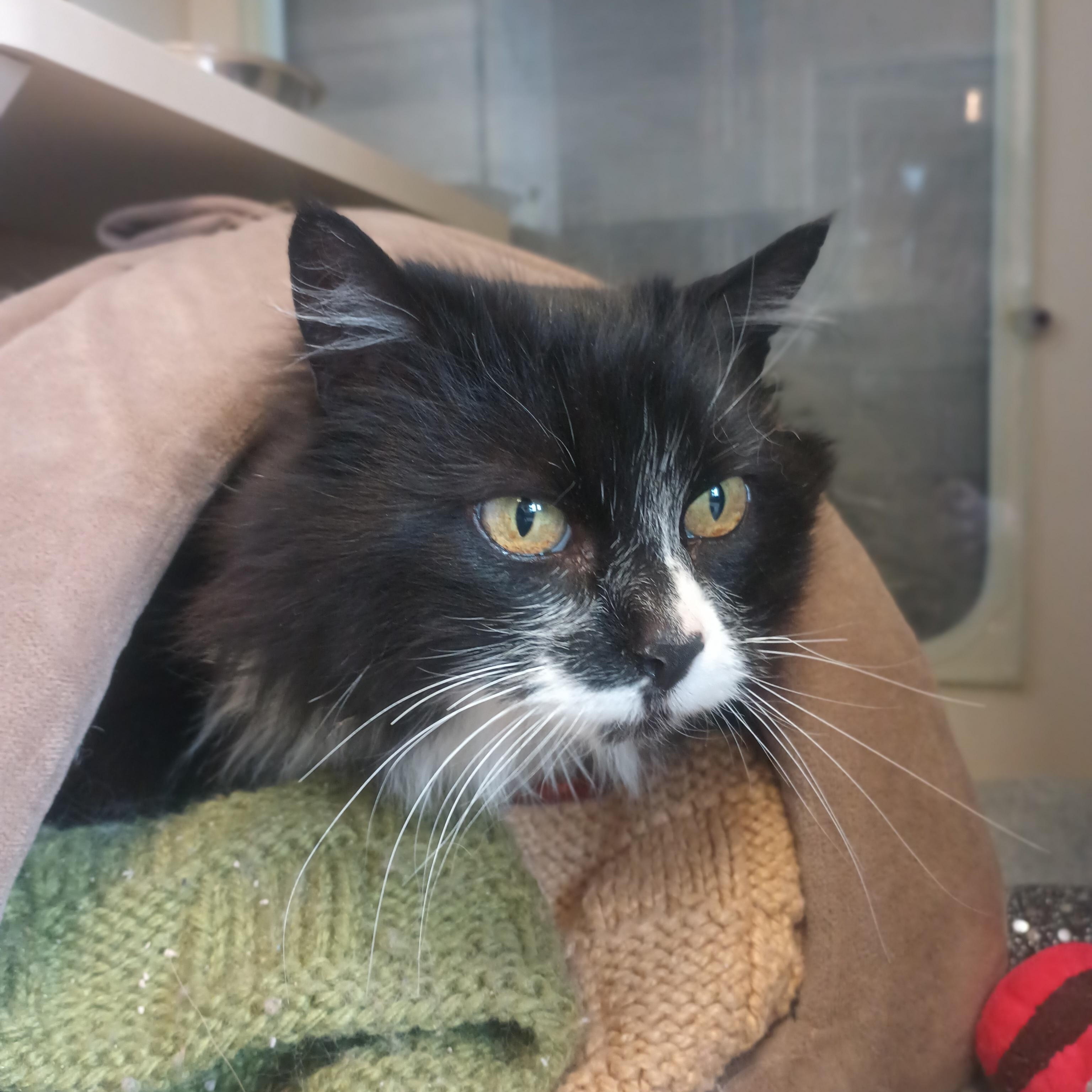 Enlarge Diana, a ADOPTABLE Domestic Long Hair in Buena Vista, CO image 3/4