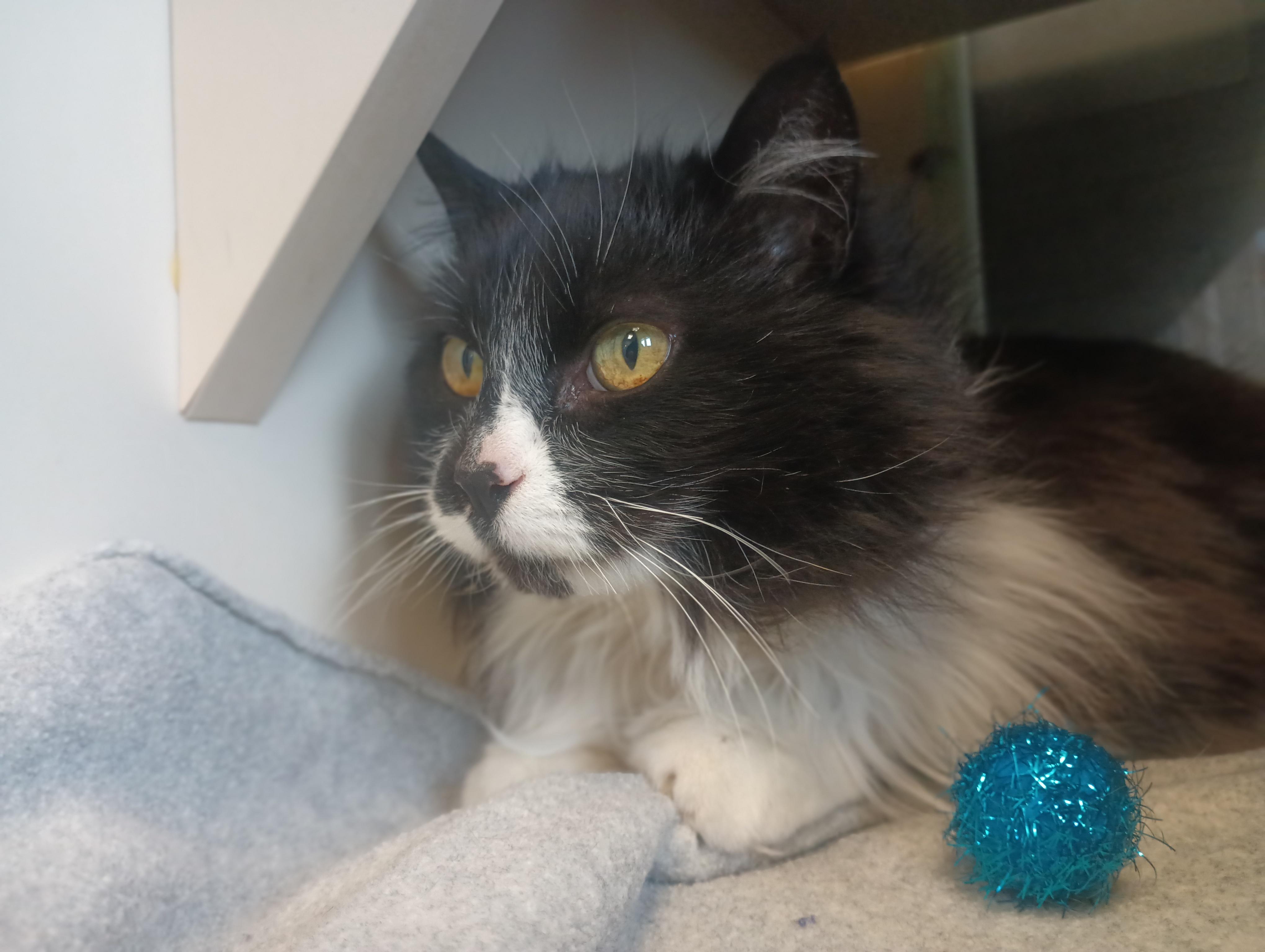 Enlarge Diana, a ADOPTABLE Domestic Long Hair in Buena Vista, CO image 4/4