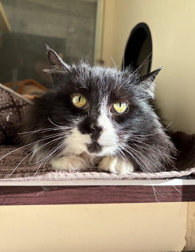 Diana, ADOPTABLE, Adult Female Domestic Long Hair.