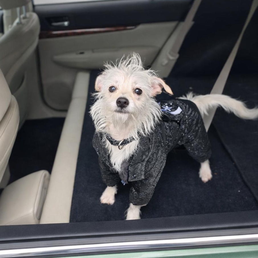 Enlarge Kimi, an adopted mixed breed in Charlotte, NC image 1/5