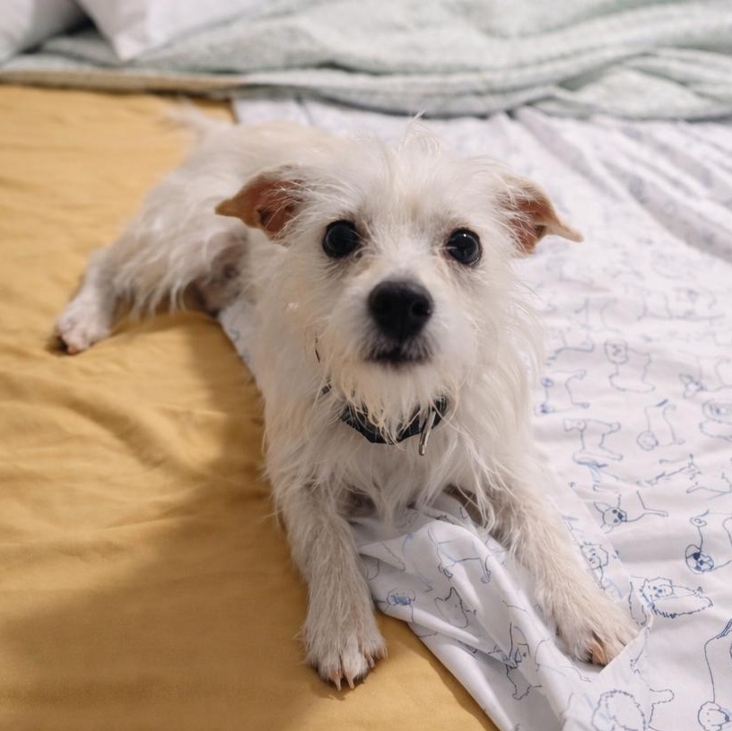 Enlarge Kimi, an adopted mixed breed in Charlotte, NC image 3/5