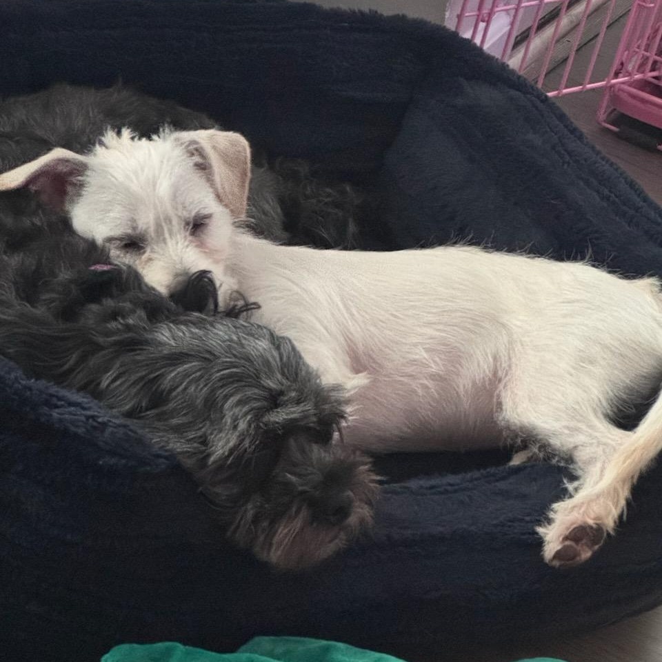 Enlarge Kimi, an adopted mixed breed in Charlotte, NC image 5/5