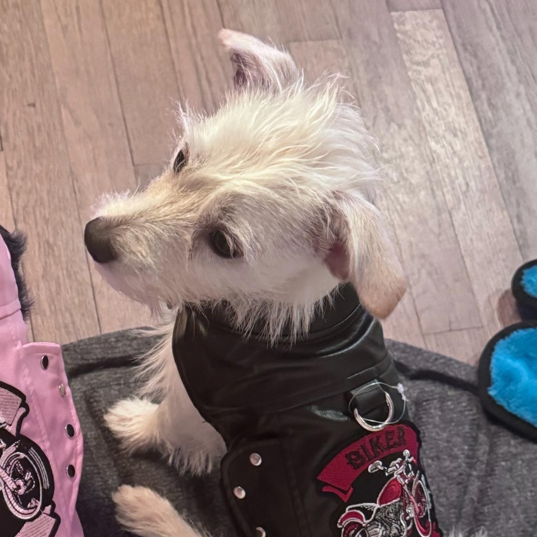 Enlarge Kimi, an adopted mixed breed in Charlotte, NC image 2/5