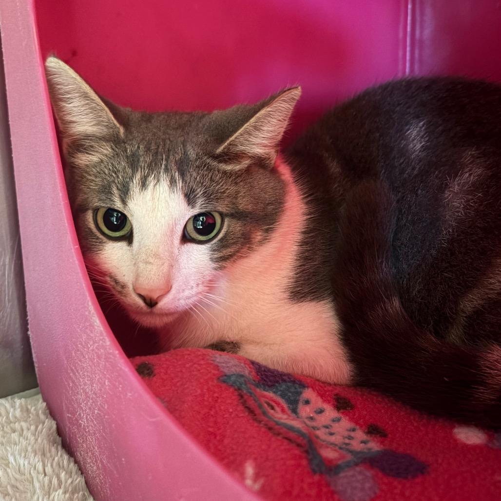 Enlarge Mithridates, a Adoptable Domestic Short Hair in Waukesha, WI image 1/2