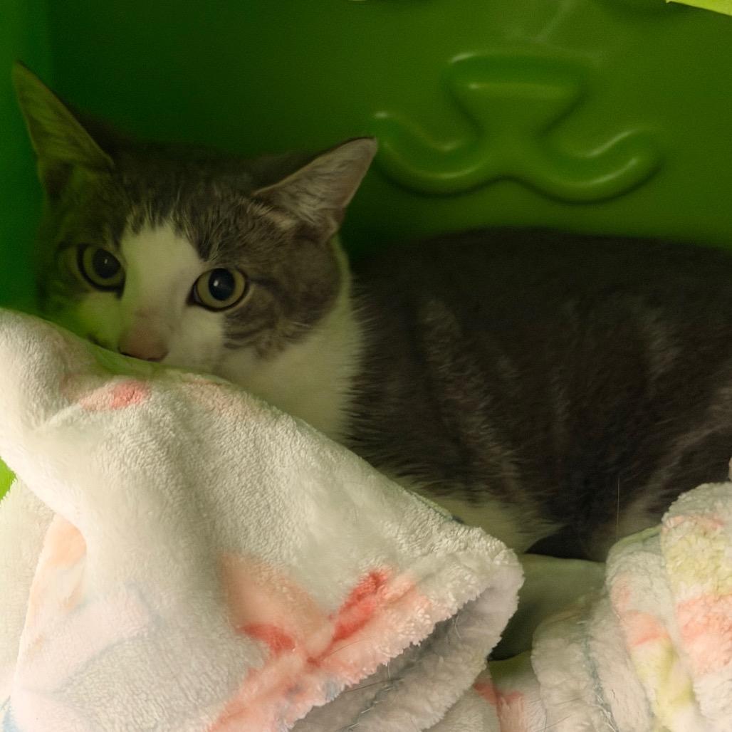 Enlarge Mithridates, a Adoptable Domestic Short Hair in Waukesha, WI image 2/2
